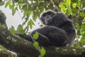 Pan-hooting chimpanzee (Pan troglodytes)