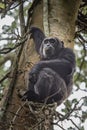 Pan-hooting chimpanzee Pan troglodytes