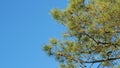 Pinaceae Family. Pinus. Pine Branches Swaying In The Wind. Royalty Free Stock Photo