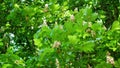 Pan Shot: Close-up of Horse-Chestnut Tree, Aesculus hippocastanum