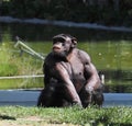 Pan Troglodytes Or Chimpanzee Sitting On Grass Royalty Free Stock Photo