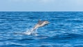 Pan tropical spotted dolphin