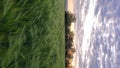 Pan view green barley field and clouds in sunset