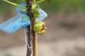 Panache fig fruit broke up, Royalty Free Stock Photo