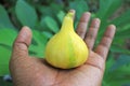 Panache fig fruit in hand. Royalty Free Stock Photo