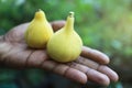 Panache figs fruits in hand. Royalty Free Stock Photo