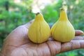 Panache figs fruits in hand. Royalty Free Stock Photo