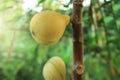 Panache figs fruits on tree.
