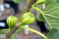 Panache Tiger Fig Tree, Striped Tiger Fig, Ficus carica `Panache`, Royalty Free Stock Photo