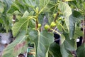 Panache Tiger Fig Tree, Striped Tiger Fig, Ficus carica `Panache`,