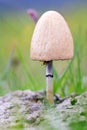 Horse dung mushroom Royalty Free Stock Photo