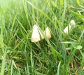 Panaeolus semiovatus. Mushroom in the field.