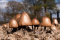 Panaeolus Semiovatus Mushrooms