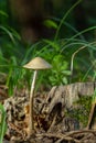 Panaeolus semiovatus var. semiovatus, also known as Panaeolus semiovatus and Anellaria separata, commonly called shiny mottlegill