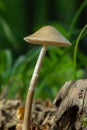 Panaeolus semiovatus var. semiovatus, also known as Panaeolus semiovatus and Anellaria separata, commonly called shiny mottlegill