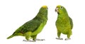 Panama Amazon and Yellow-crowned Amazon Royalty Free Stock Photo