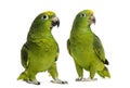 Panama Amazon and Yellow-crowned Amazon Royalty Free Stock Photo