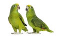 Panama Amazon and Yellow-crowned Amazon Royalty Free Stock Photo