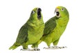 Panama Amazon and Yellow-crowned Amazon Royalty Free Stock Photo