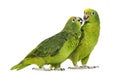 Panama Amazon and Yellow-crowned Amazon Royalty Free Stock Photo