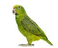 Panama Amazon and Yellow-crowned Amazon Royalty Free Stock Photo