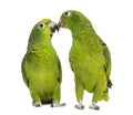 Panama Amazon and Yellow-crowned Amazon pecking Royalty Free Stock Photo