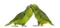 Panama Amazon and Yellow-crowned Amazon pecking