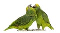 Panama Amazon and Yellow-crowned Amazon pecking Royalty Free Stock Photo