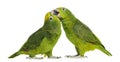 Panama Amazon and Yellow-crowned Amazon pecking Royalty Free Stock Photo