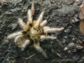 Panama Blonde Tree Spiders Psalmpopoeus Pulcher Tarantula i