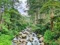 Panama, Boquete, Caldera river flowing in the jungle Royalty Free Stock Photo