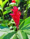 Panama, Boquete, close up of a red ginger flower Royalty Free Stock Photo
