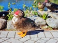 Panama, Boquete, a male Muscovy duck Royalty Free Stock Photo