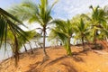 Panama Chorcha river, palm trees on the shore