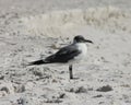 Panama City Beach, Florida Black and White beach bird