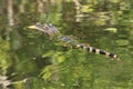 Panama City Beach Gulf of Mexico Alligator near sunset picturesque Deer