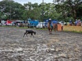 Panama, Dolega town, cowboy on horseback with lasso, catching a calf