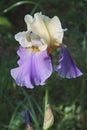 Panama Fling Tall Bearded iris flower