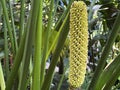 Panama hat plant / Carludovica palmata Ruiz & Pav. sin. Salmia jamaicensis / Toquilla palm, Toquilla-Palme or Panamahut-Palme Royalty Free Stock Photo