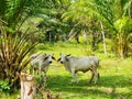 Panama, Port Armuelles, two brahma oxen look into the camera Royalty Free Stock Photo