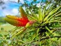 Panama, Tillandsia, Giant Airplant in flower