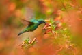 Panama wildlife. Green Violet-ear, Colibri thalassinus, hummingbird with green leaves in natural habitat, Panama