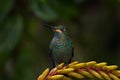 Panama wildlife. Hummingbird in the dark tropic forest. Green-crowned Brilliant, Heliodoxa jacula, beautiful red flower. Bird