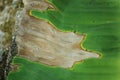 Panama wilt disease in banana plant