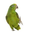 Panama Yellow-headed Amazon (5 months old)