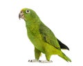 Panama Yellow-headed Amazon (5 months old)