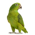 Panama Yellow-headed Amazon (5 months old)