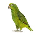 Panama Yellow-headed Amazon (5 months old)