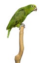 Panama Yellow-headed Amazon (5 months old) perched on a branch