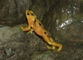 Panamanian golden frog